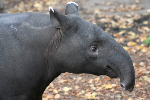 tapir