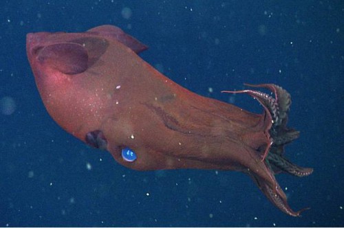 vampire_squid1