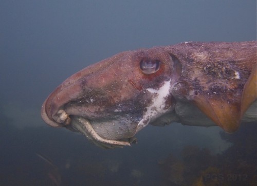 Giant Cuttlefish