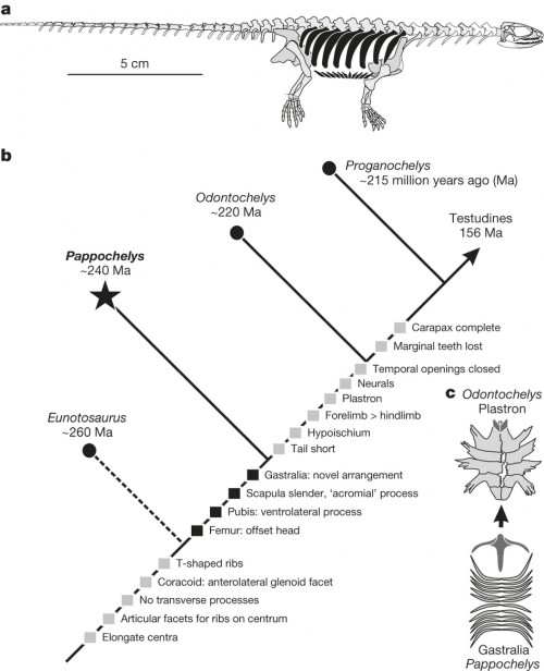 a, Restoration of the skeleton of Pappochelys in lateral view (as yet unknown elements in white; preserved bones in grey; trunk ribs and gastralia highlighted in black); b, successive appearance of key features of the turtle body plan; c, plastron of Odontochelys and reconstructed ventral bones of the shoulder girdle and gastralia set in Pappochelys (elements of the shoulder girdle and their homologues are indicated in a darker shade of grey).