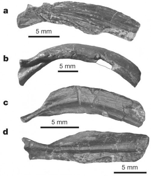 a, Trunk rib in dorsal view (SMNS 92067); b, trunk rib in anterior view (SMNS 92068); c, d, trunk ribs in ventral view (c, SMNS 92063; d, SMNS 91360)