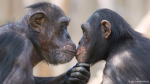 kissingchimps