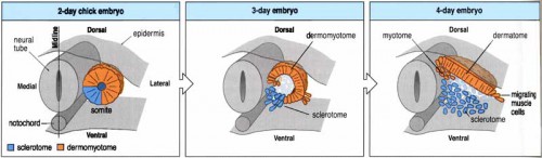 myotomediv