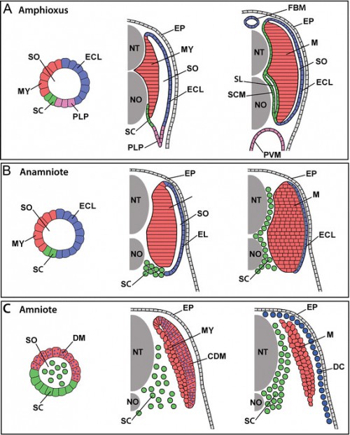 Comparison of somite development and somite compartment derivatives in (A) amphioxus, (B) an anamniote vertebrate, and (C) an amniote vertebrate. For each, somite organization is schematized at early (left panels), mid (middle panels), and late (right panels) developmental stages. The schematics are shown unbent from their true chevron- or W-shape and for simplicity omit the ribs and ventral muscles (and in anamniotes, the myoseptal cells), which are derived from the somites and migrate ventrally into the lateral plate mesoderm. Other details are also omitted, including the difference between epaxial and hypaxial musculature and between phasic and tonic muscle fibers. Abbreviations: CDM, central dermomyotome; DC, dermal cells; DM, dermomyotome; ECL, external cell layer; EP, epidermis; FBM, fin box mesothelium; MY, myotome; NT, neural tube; NO, notochord; PLP, presumptive lateral plate; PVM, perivisceral mesothelium; SL, sclerocoel; SCM, scleromesothelium; SO, somitocoel; SC, sclerotome; M, trunk muscles.