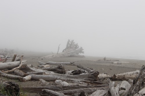 driftwood