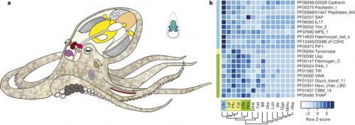 a, Schematic of Octopus bimaculoides anatomy, highlighting the tissues sampled for transcriptome analysis: viscera (heart, kidney and hepatopancreas), yellow; gonads (ova or testes), peach; retina, orange; optic lobe (OL), maroon; supraesophageal brain (Supra), bright pink; subesophageal brain (Sub), light pink; posterior salivary gland (PSG), purple; axial nerve cord (ANC), red; suckers, grey; skin, mottled brown; stage 15 (St15) embryo, aquamarine. Skin sampled for transcriptome analysis included the eyespot, shown in light blue. b, C2H2 and protocadherin domain-containing gene families are expanded in octopus. Enriched Pfam domains were identified in lophotrochozoans (green) and molluscs (yellow), including O. bimaculoides (light blue). For a domain to be labelled as expanded in a group, at least 50% of its associated gene families need a corrected P value of 0.01 against the outgroup average. Some Pfams (for example, Cadherin and Cadherin_2) may occur in the same gene, however multiple domains in a given gene were counted only once. Bfl, Branchiostoma floridae; Cel, Caenorhabditis elegans; Cgi, Crassostrea gigas; Cte, Capitella teleta; Dme, Drosophila melanogaster; Dre, Danio rerio; Gga, Gallus gallus; Hsa, Homo sapiens; Hro, Helobdella robusta; Lch, Latimeria chalumnae; Lgi, Lottia gigantea; Mmu, Mus musculus; Obi, O. bimaculoides; Pfu, Pinctada fucata; Xtr, Xenopus tropicalis.