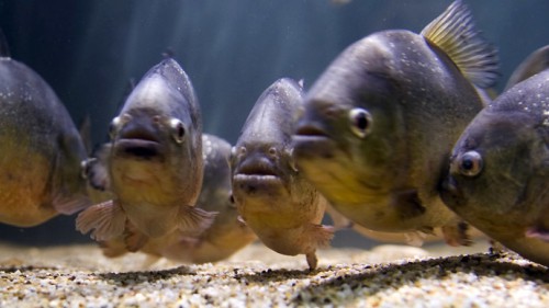 piranhas