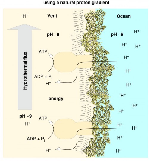 protongradient