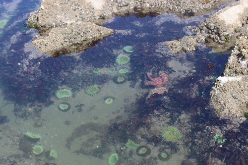 tidepool