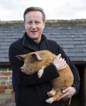 cameronpig