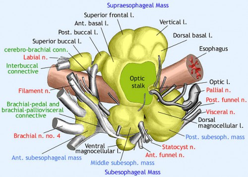 octopusbrain