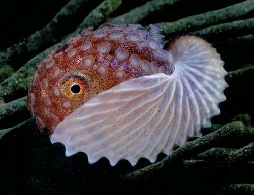 Knobby Argonaut, Argonauta nodosa