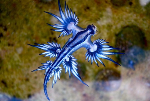 primary_blue_dragon-glaucus_atlanticus_8599051974