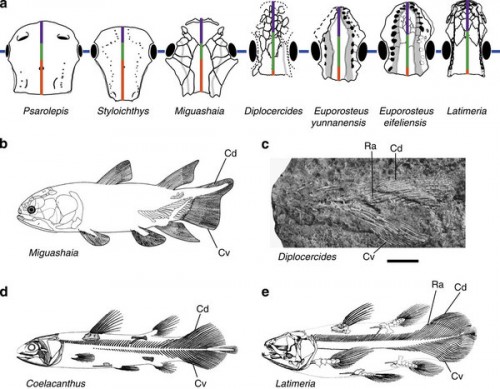 The body plan of anatomically modern coelacanths in comparison to that of primitive coelacanths and non-coelacanth sarcopterygians. (a) Parietonasal or parietal shields from selected sarcopterygians showing different proportions of preorbital, orbital and postorbital regions. Elongated preorbital portion (purple) and orbital portion (green) represent a derived feature characterizing Euporosteus and other anatomically modern coelacanths. Miguashaia resembles primitive sarcopterygians such as Psarolepis and Styloichthys in having elongated postorbital portion (red). Parietonasal or parietal shields drawn to comparable anteroposterior length and are not to scale. (b–e) Differences in caudal fin between anatomically modern coelacanths and primitive coelacanths. Miguashaia (b) resembles primitive rhipidistians such as Glyptolepis and Osteolepis in having a heterocercal tail. Diplocercides (c), Coelacanthus (d) and Latimeria (e) have a diphycercal or trilobed tail with symmetrically developed dorsal and ventral lobes. Illustrations not to scale. Cd, dorsal lobe of caudal fin; Cv, ventral lobe of caudal fin; Ra, endoskeletal radial. Scale bar, (c) 1 cm.