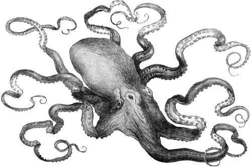 cuttle8