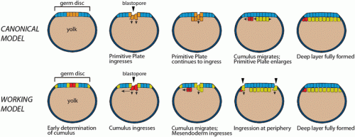 Proposed revisions to the canonical model of spider gastrulation. Diagrammatic midsagittal sections. Ectoderm is blue. Top row: Canonical model. A mixed population of cumulus cells and deep layer mesendoderm cells (orange) enters through the central blastopore. The cumulus (red) then differentiates and migrates towards the prospective dorsal side as the primitive plate (yellow) enlarges. Gastrulation ends when a deep layer has formed under the entire germ disc and signaling from the cumulus has broken radial symmetry. Bottom row: Our working model. The cumulus mesenchyme cells (red) internalize first, as a group, through the central blastopore. As the cumulus migrates, additional mesendoderm (yellow) cells internalize at two distinct locations: through the central blastopore and at the rim of the germ disc or, in species lacking a germ disc, a region several cells away from the central blastopore