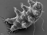 tardigrade