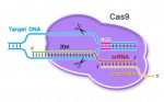 Cas9