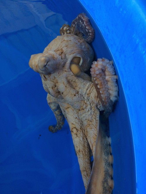 octopus_cyanea