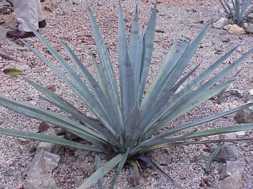 agave