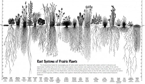 Illustration by Heidi Natura, 1995, of Living Habitats.  Click on image to see larger version.  80% of a prairie’s biomass is below ground, which is a part of the reason why prairies are the greatest soil carbon factories in the world.  Those roots break up compacted soil, and as a portion of those roots die each year, they add organic matter and decompose into carbon, further enriching the soil; all of this is done without deadly pesticides or equally deadly petrochemical fertilizers.