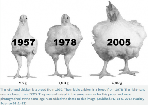 chickenrebuttal