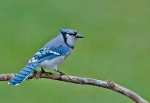 bluejay