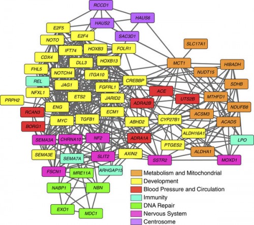 Seventy genes were identified that exhibited MSAs based on amino acid sequence divergence as evaluated by neighbour-joining phylogenetic analysis of mammalian orthologous proteins, enrichment of nonsynonymous substitutions, unique amino acid substitutions at sites otherwise fixed in mammals, substitutions predicted to cause functional changes by Polyphen2 analysis and substitutions under positive selection. Cluster analysis was performed on the set of 70 giraffe MSA genes based on GO Biological Process using Cytoscape 3.0