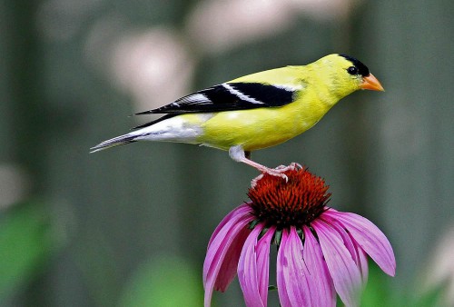 american_goldfinch_on_purple_coneflower_credit_will_stuart