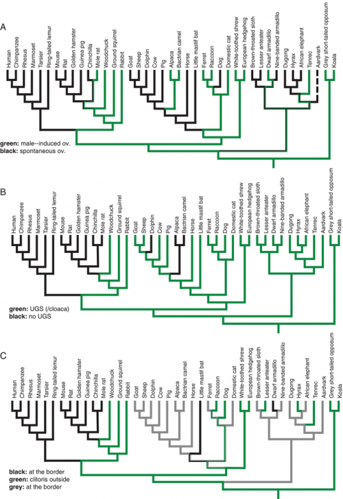 Phylogenetic distribution of (A) modes of ovulation, (B) the presence of the urogenital sinus (UGS; in basal species: cloaca), and (C) the position of clitoris relative to the vaginal orifice (in, border, out). Note the phylogenetic correlation between spontaneous ovulation with the reduction of the urogenital sinus, and the external position of the clitoris. This correlation is suggestive of an ancestral role of clitoral stimulation for the initiation of pregnancy in induced ovulators and the loss of this function in spontaneous ovulators.