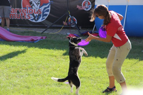 frisbee dog