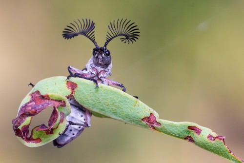 Australian Geographic