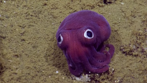 stubbysquid