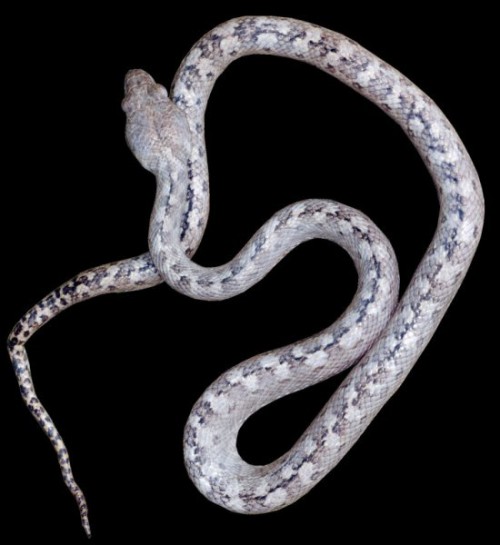 ghostsnake