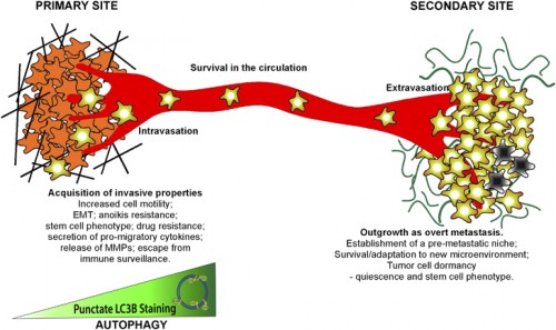 Schematic illustrating roles of autophagy in the metastatic cascade. Autophagy increases as tumor cells progress to invasiveness and this in turn is linked to increased cell motility, EMT, a stem cell phenotype, secretion of pro-migratory factors, release of MMPs, drug resistance and escape from immune surveillance at the primary site in some tumors. Many aspects of these autophagy-dependent changes during acquisition of invasiveness also likely contribute to the ability of disseminating tumor cells to intravasate, survive and migrate in the circulation before extravasating at secondary site. At the secondary site, autophagy is required to maintain tumor cells in a dormant state, possibly through its ability to promote quiescence and a stem cell phenotype, that in turn is linked to tumor cell survival and drug resistance. Emerging functions for autophagy in metastasis include a role in establishing the pre-metastatic niche as well as promoting tumor cell survival, escape from immune surveillance and other aspects required to ultimately grow out an overt metastasis.