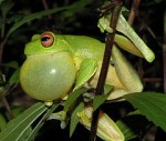 litoria_chloris