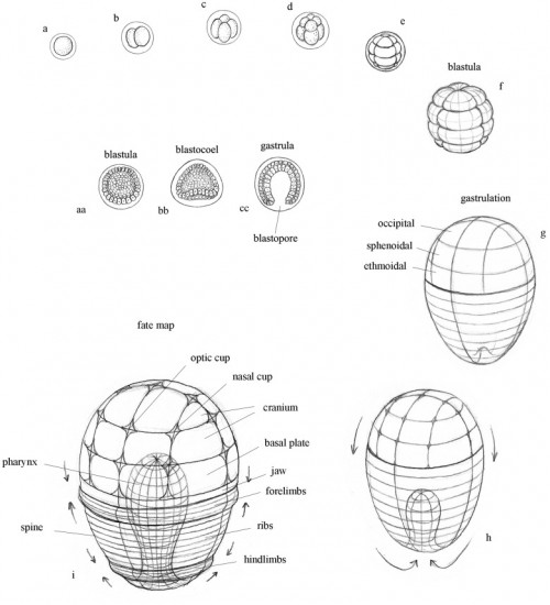 Blastulation, gastrulation, and embryonic fate map. a. Egg; b–f. Cleavage; g-h. Gastrulation; i. Schematic ‘fate map’ showing orientation of prospective embryonic structures that emerge following gastrulation. aa–cc. Schematic organization of cell layers during early stages of development. aa. Blastula; bb. Blastocoel; cc. Gastrula. 