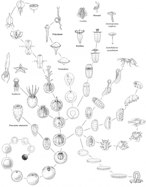 Schematic origin of radial and bilateral forms. The origin of phyletic diversity. Separate segments of cell layers meet at the opposite interior pole, where they join to emerge upward and out through the blastopore as tentacles (or, in the case of plants, a cylindrical shoot that opens in circlets of leaves or flowers. 