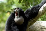 siamang