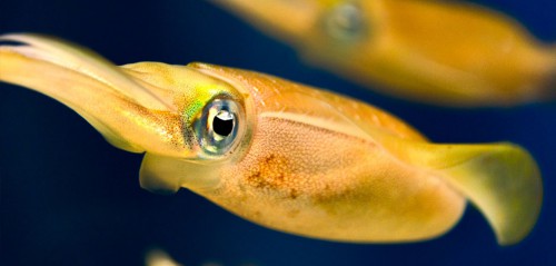 Monterey Bay Aquarium