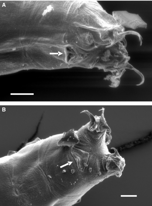 Cloaca (indicated by arrow) of two individuals of Isohypsibius dastychi. The cuticle opens anteriorly. A, cuticle covering the cloaca is pushed towards posterior end of the animal. B, cuticle in the natural state. Scale bar = 10 μm.