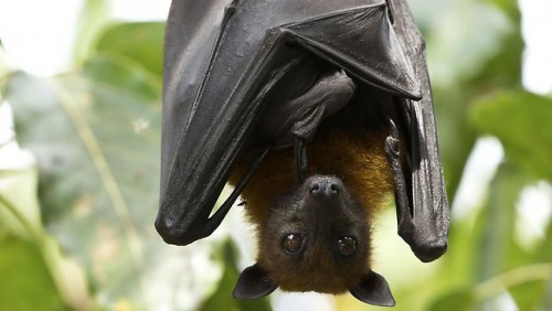 flying-foxes-thinkstock