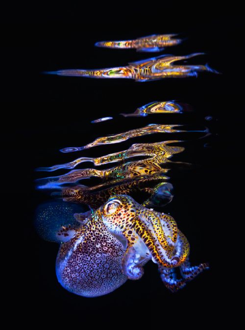 Monterey Bay Aquarium