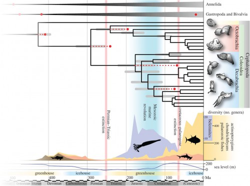 Chronogram of cephalopods, plus 26 bivalve and gastropod molluscs, one scaphopod and four annelids as outgroups and calibration nodes; 36 156 amino acid positions analysed under CAT-GTR substitution model, CIR clock model, Yule birth–death process, soft bound of 0.05, and a root prior of 565 Ma with a standard deviation of ±10 Ma. Bars at nodes represent 95% confidence intervals (recent nodes not labelled with bars to aid clarity). Red dots indicated calibrated nodes; red dotted lines represent extent of calibration minima. Environmental conditions and sea-level curve simplified from Miller et al. Curves for belemnite, actinopterygian, chondrichthyan and Palaeozoic fish diversity are based on fossil observations on diversity, data from Palaeobiology Database (pbdb.org), electronic supplementary material, table S5. Red vertical lines represent major extinction events. Aqua-blue vertical bar signifies the extent of the Mesozoic Marine Revolution.