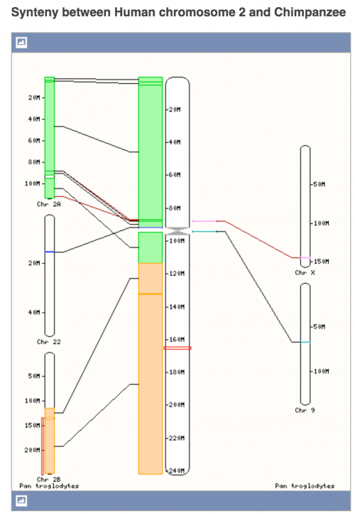 chimphumansynteny