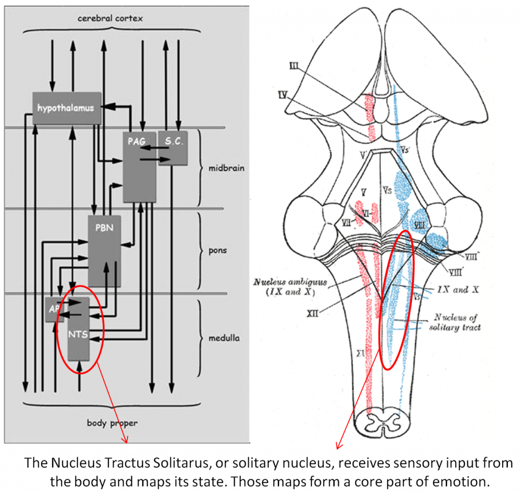 NTS body maps