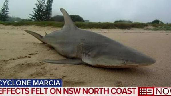 shark cyclone marcia