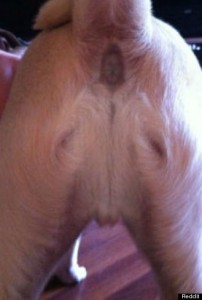 h-DOG-BUTT-JESUS-348x516