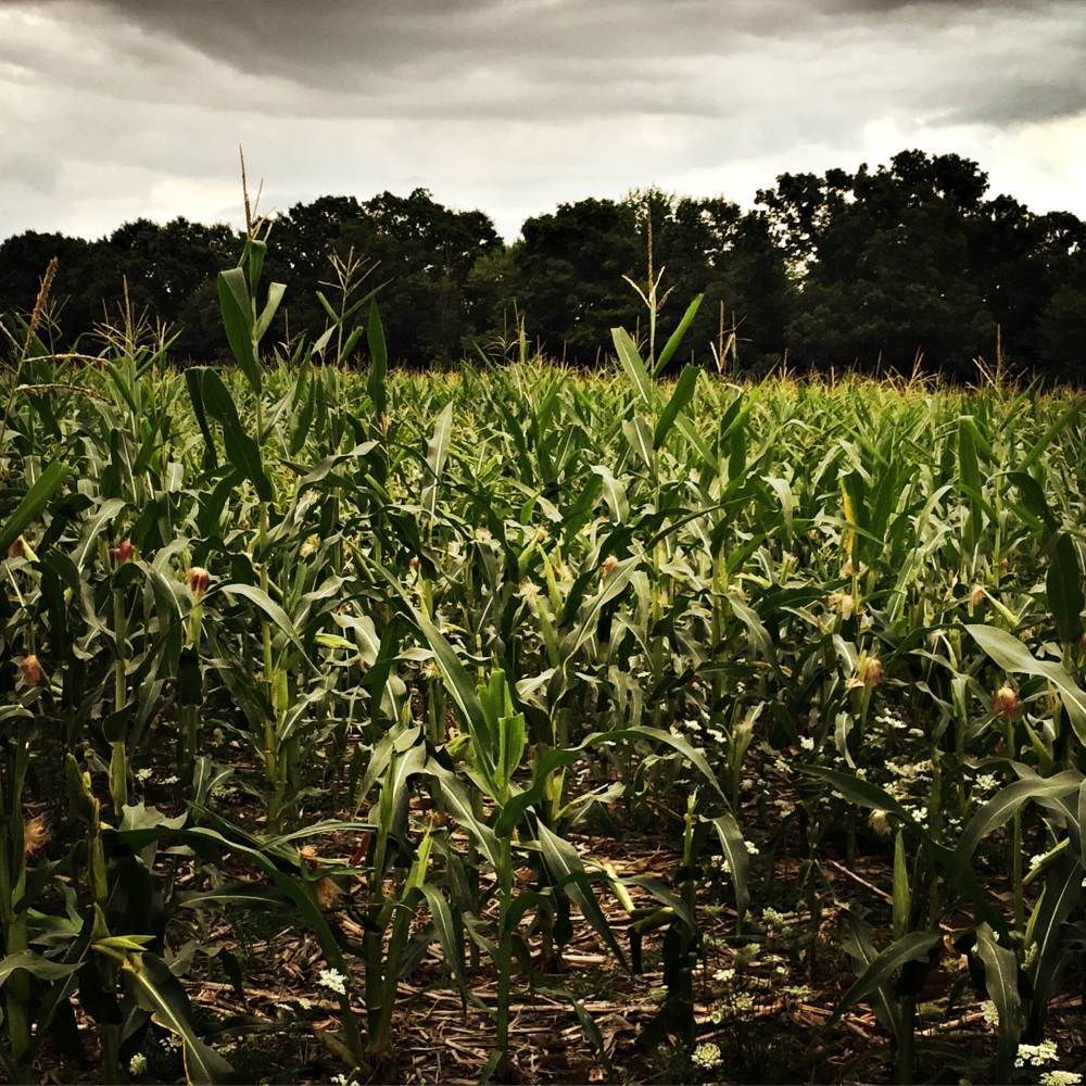 the cornfield, hipstamatic version