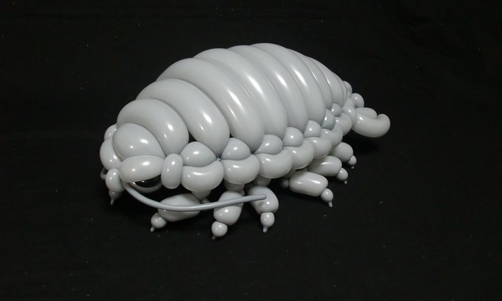 isopod